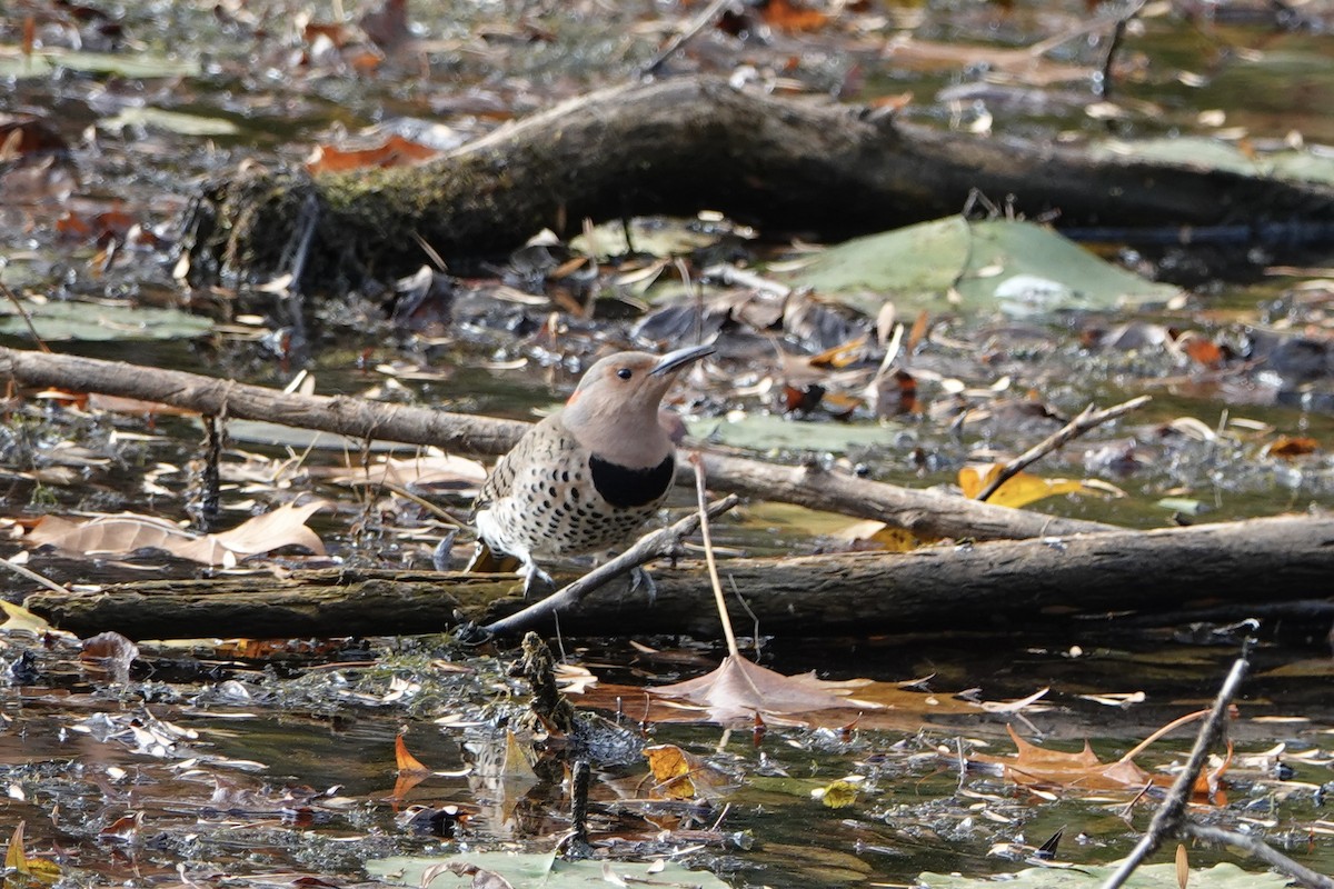 Northern Flicker - ML644574629