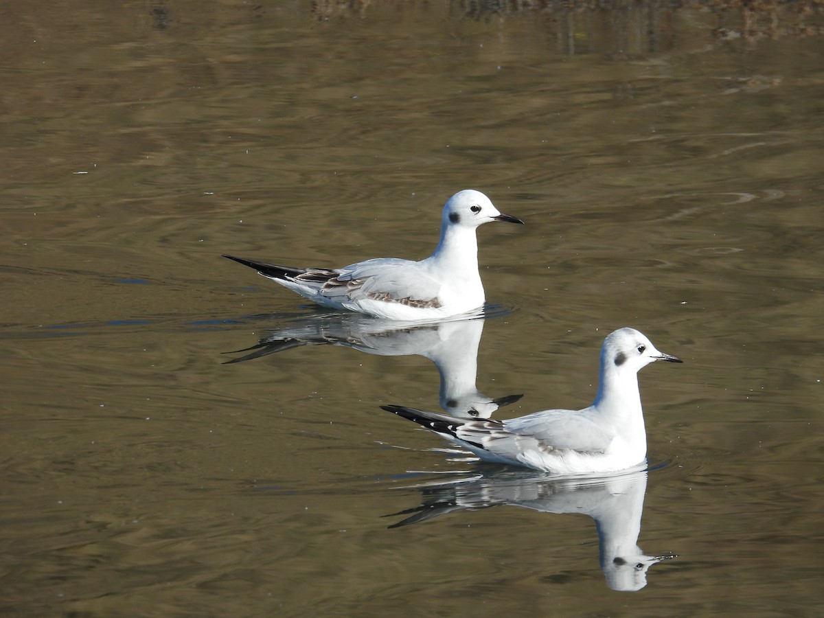 Bonaparte's Gull - ML644574630