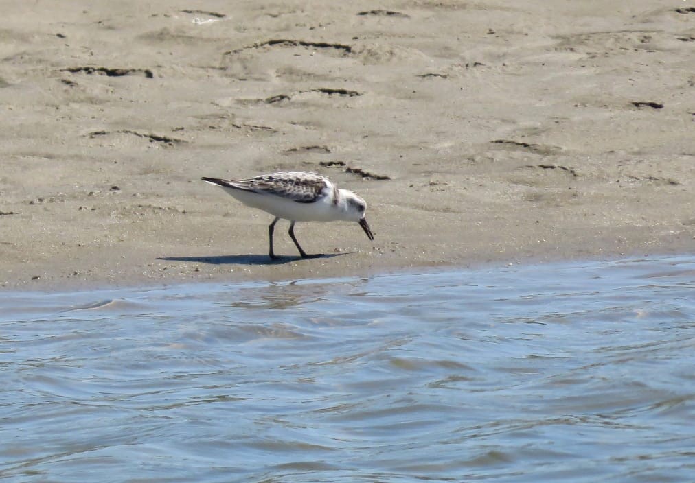Sanderling - ML644574631