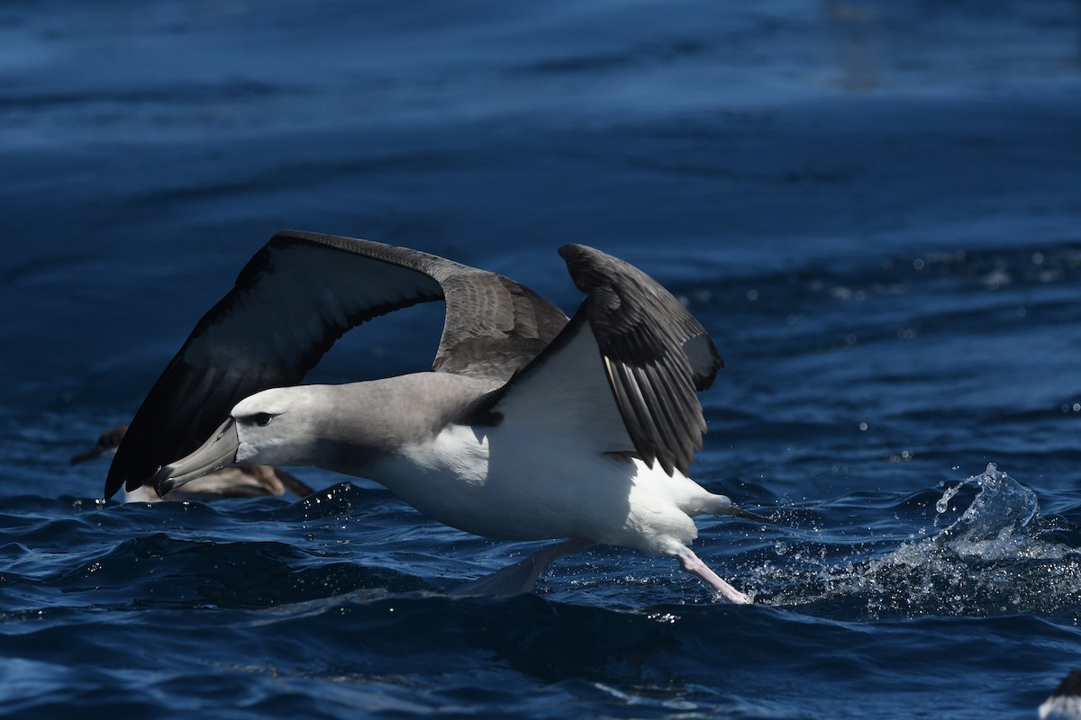White-capped Albatross - ML644574632