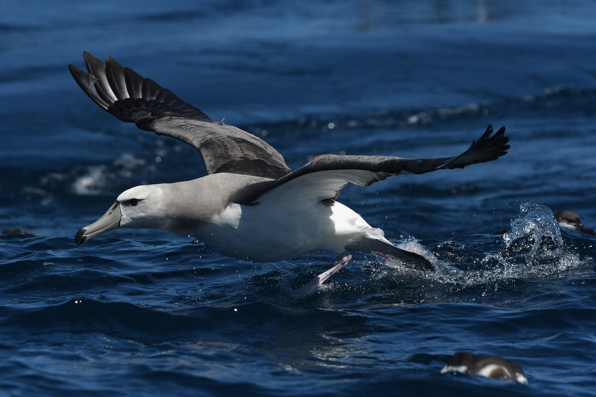 White-capped Albatross - ML644574633