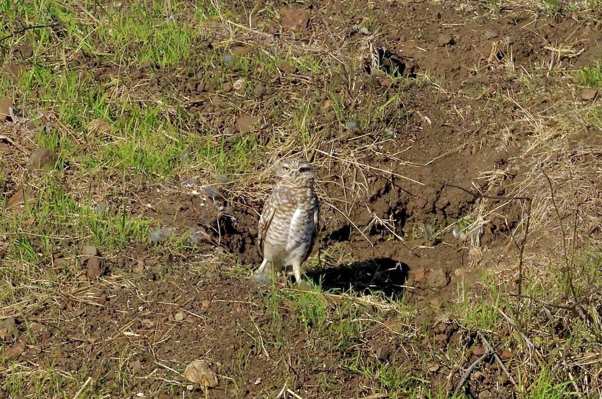 Burrowing Owl - ML644574635