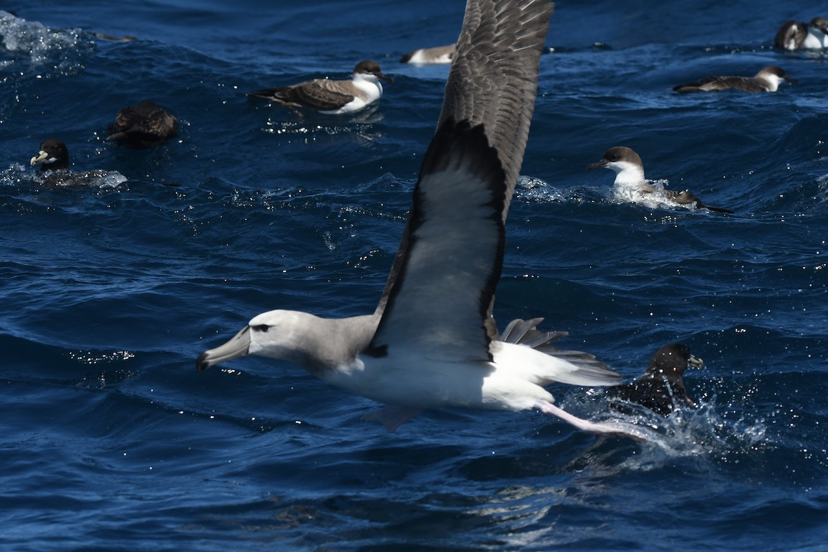 White-capped Albatross - ML644574637