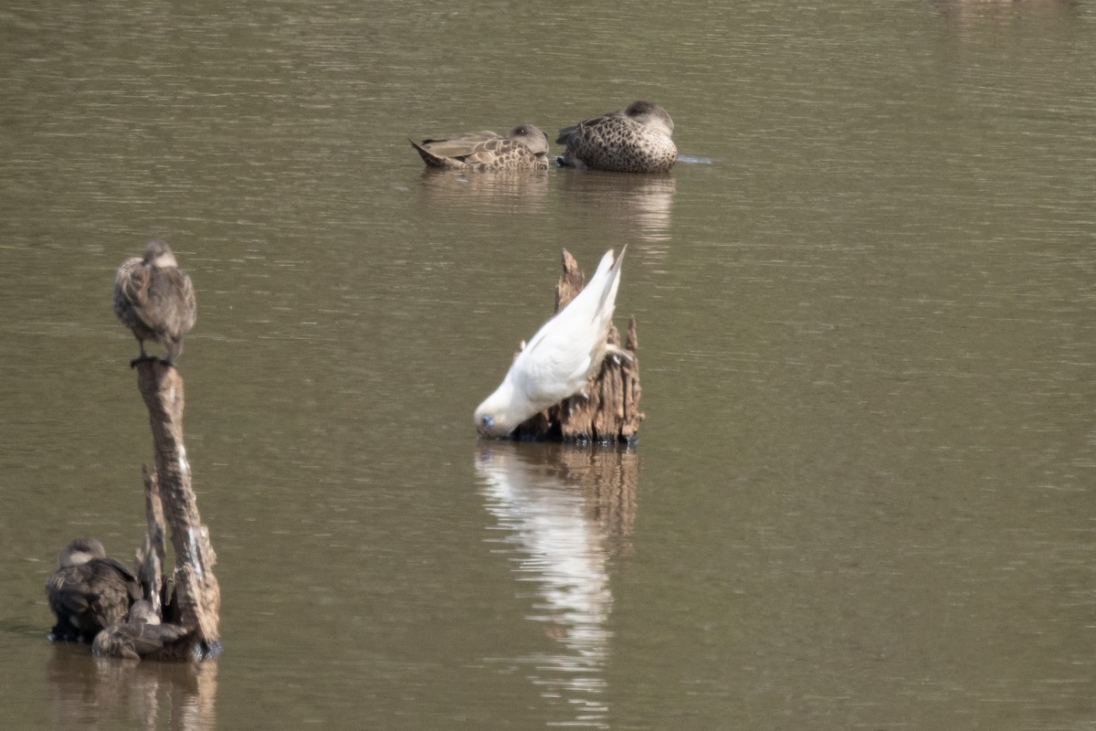 Little Corella - ML644574639