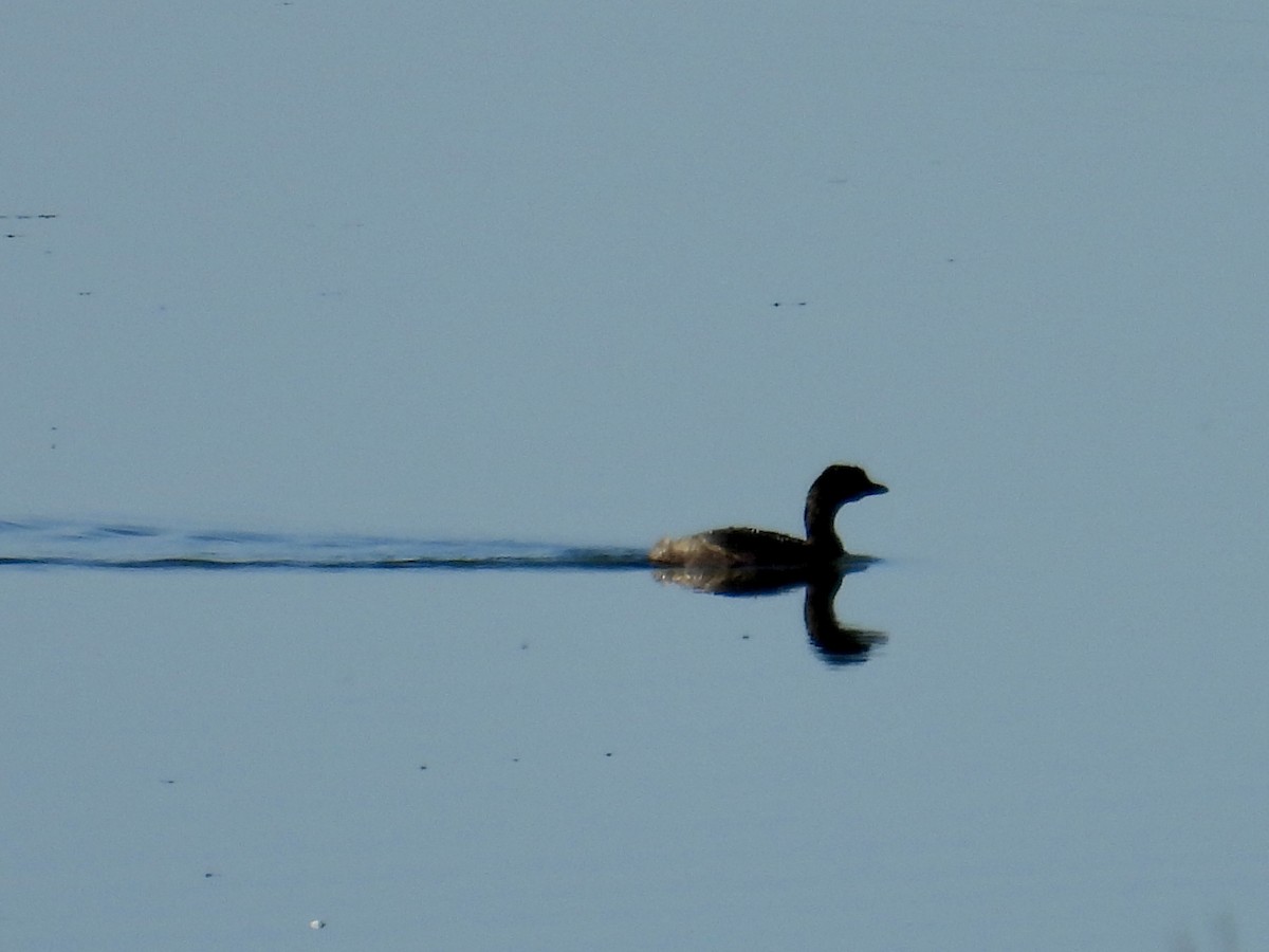 Pied-billed Grebe - ML644574640