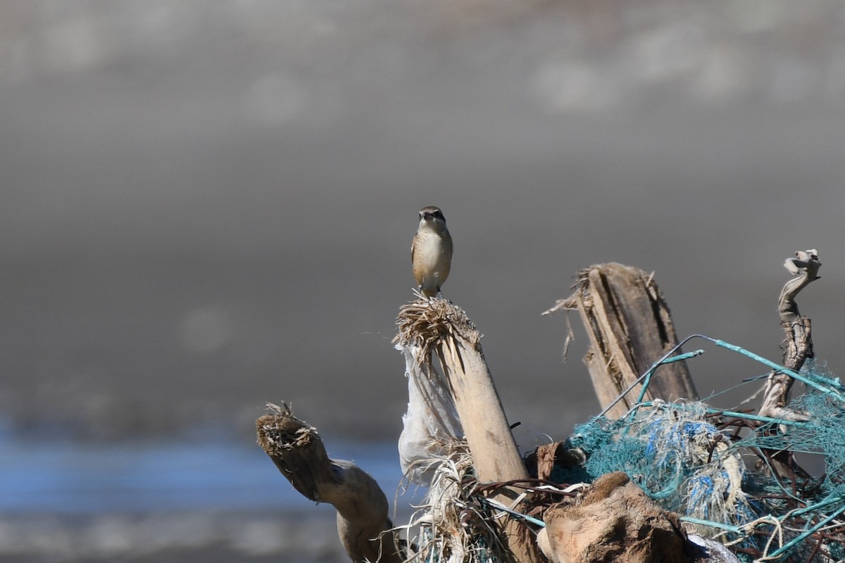 Brown Shrike - ML644574642