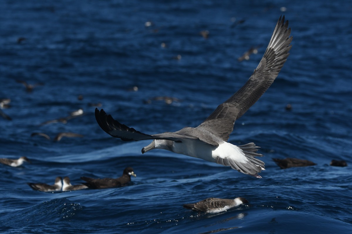 White-capped Albatross - ML644574643