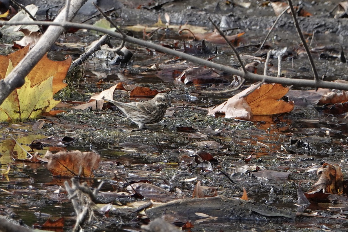 Purple Finch - ML644574645