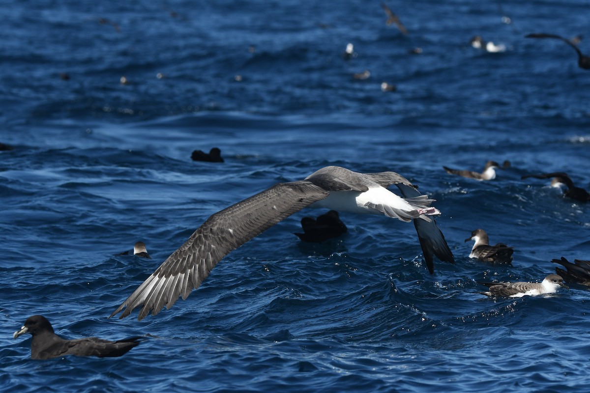 White-capped Albatross - ML644574646