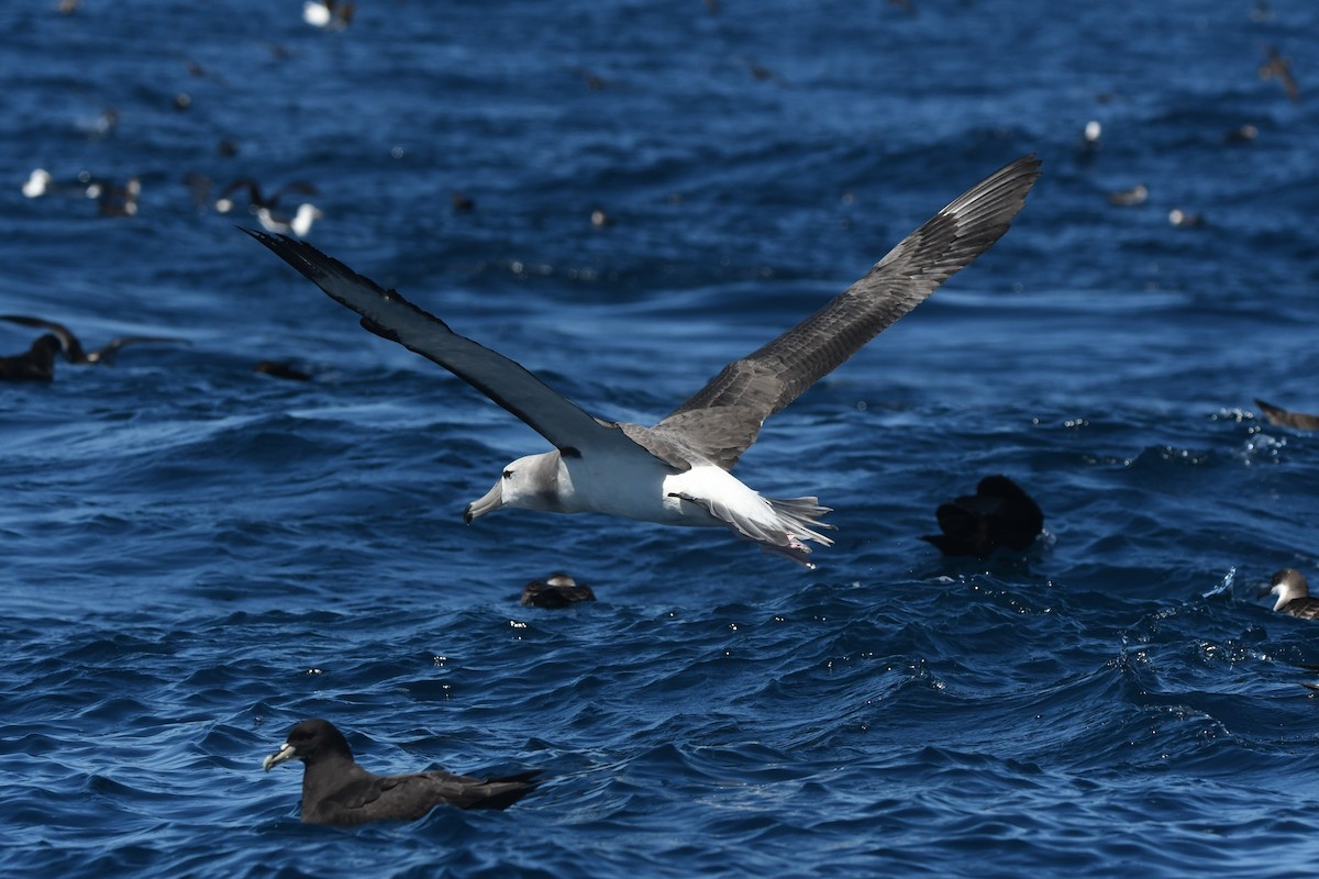 White-capped Albatross - ML644574649