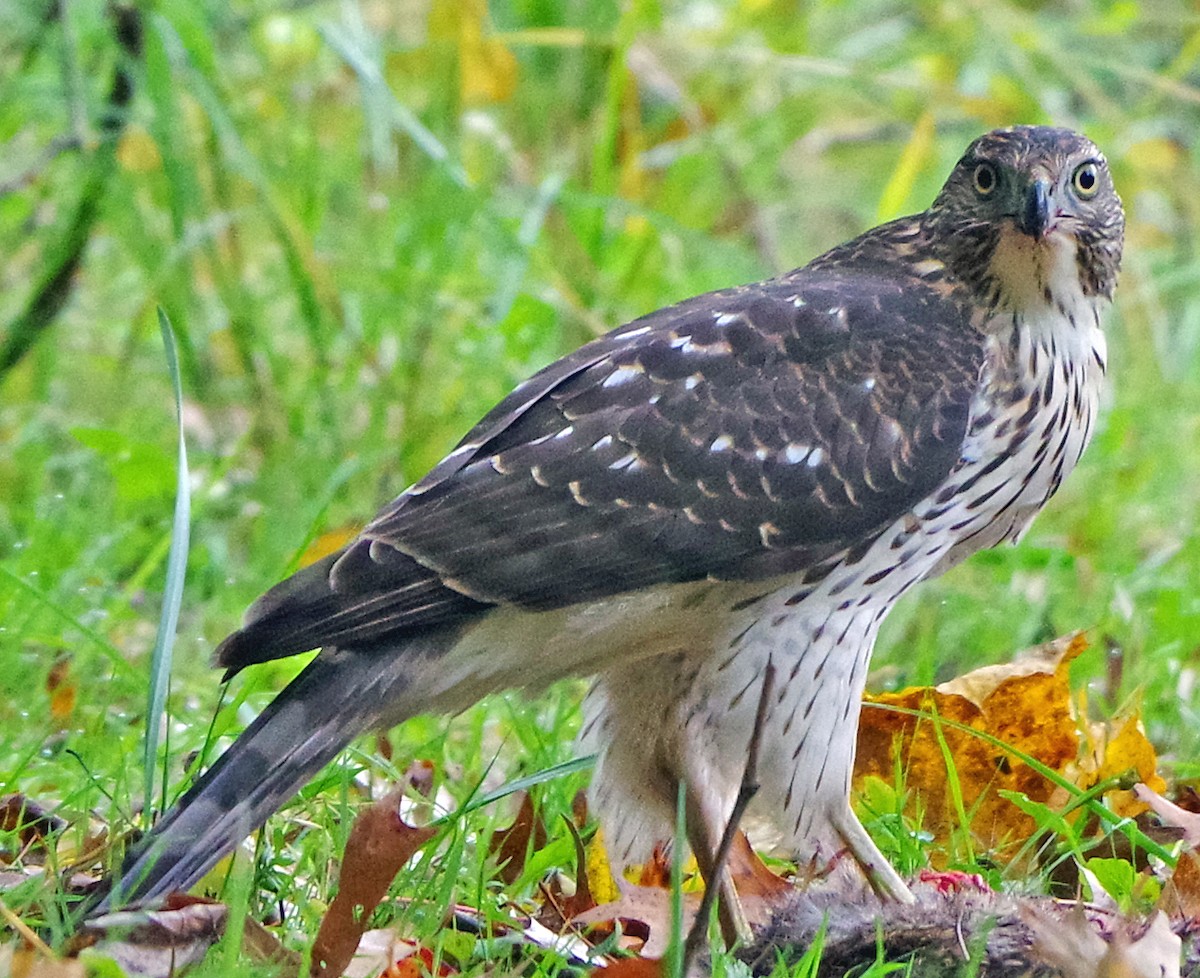 Яструб чорноголовий - ML644574655