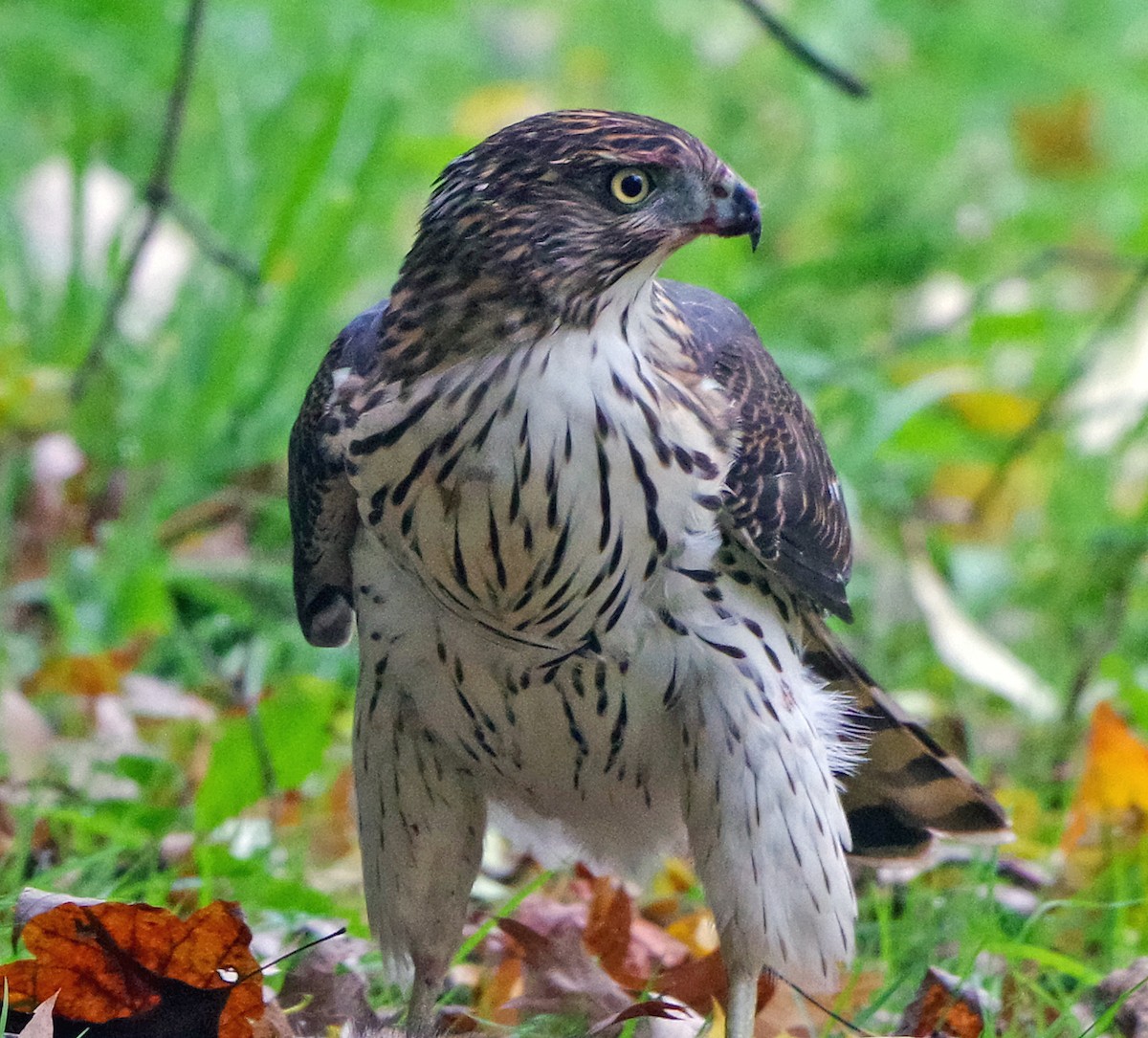 Яструб чорноголовий - ML644574656