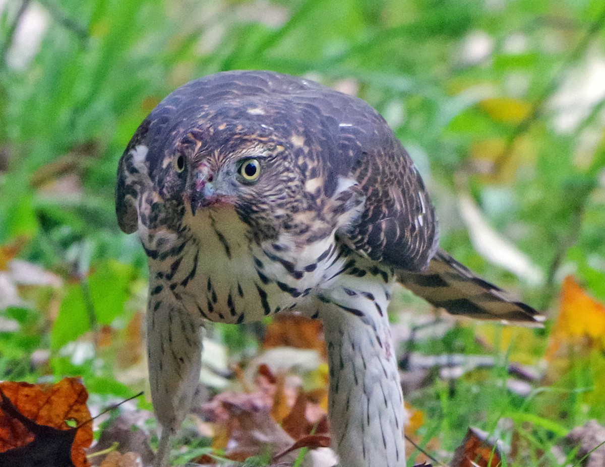 Яструб чорноголовий - ML644574657