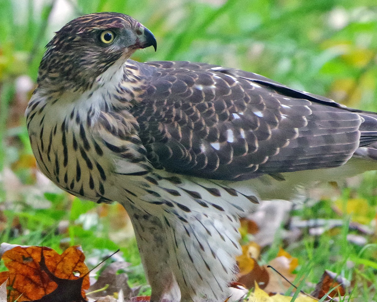 Яструб чорноголовий - ML644574658