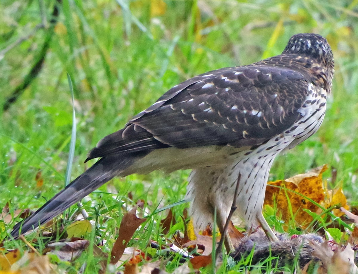 Яструб чорноголовий - ML644574659