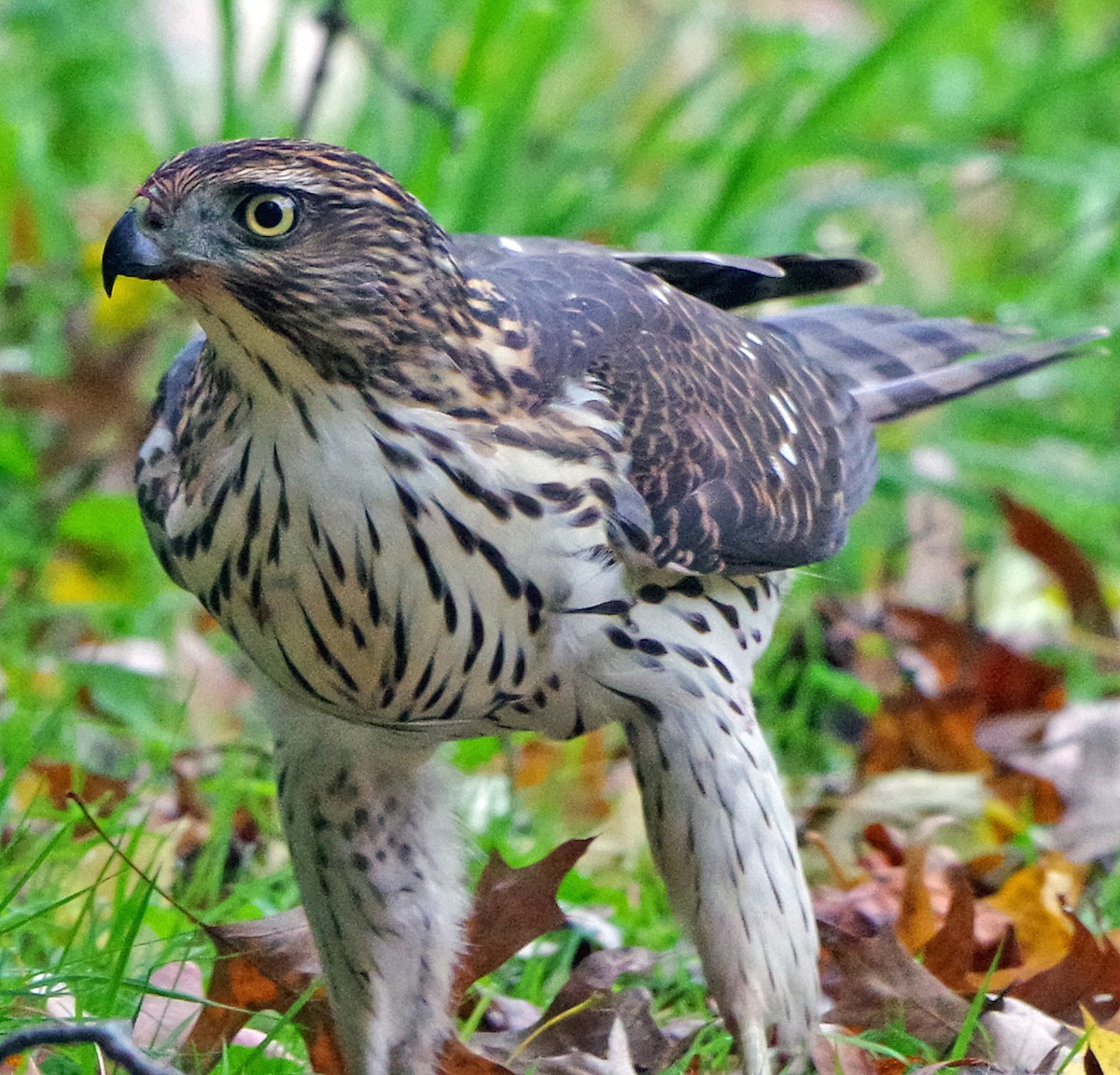 Яструб чорноголовий - ML644574660