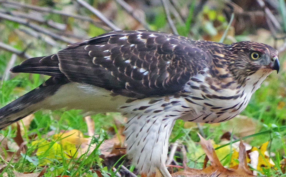 Яструб чорноголовий - ML644574661