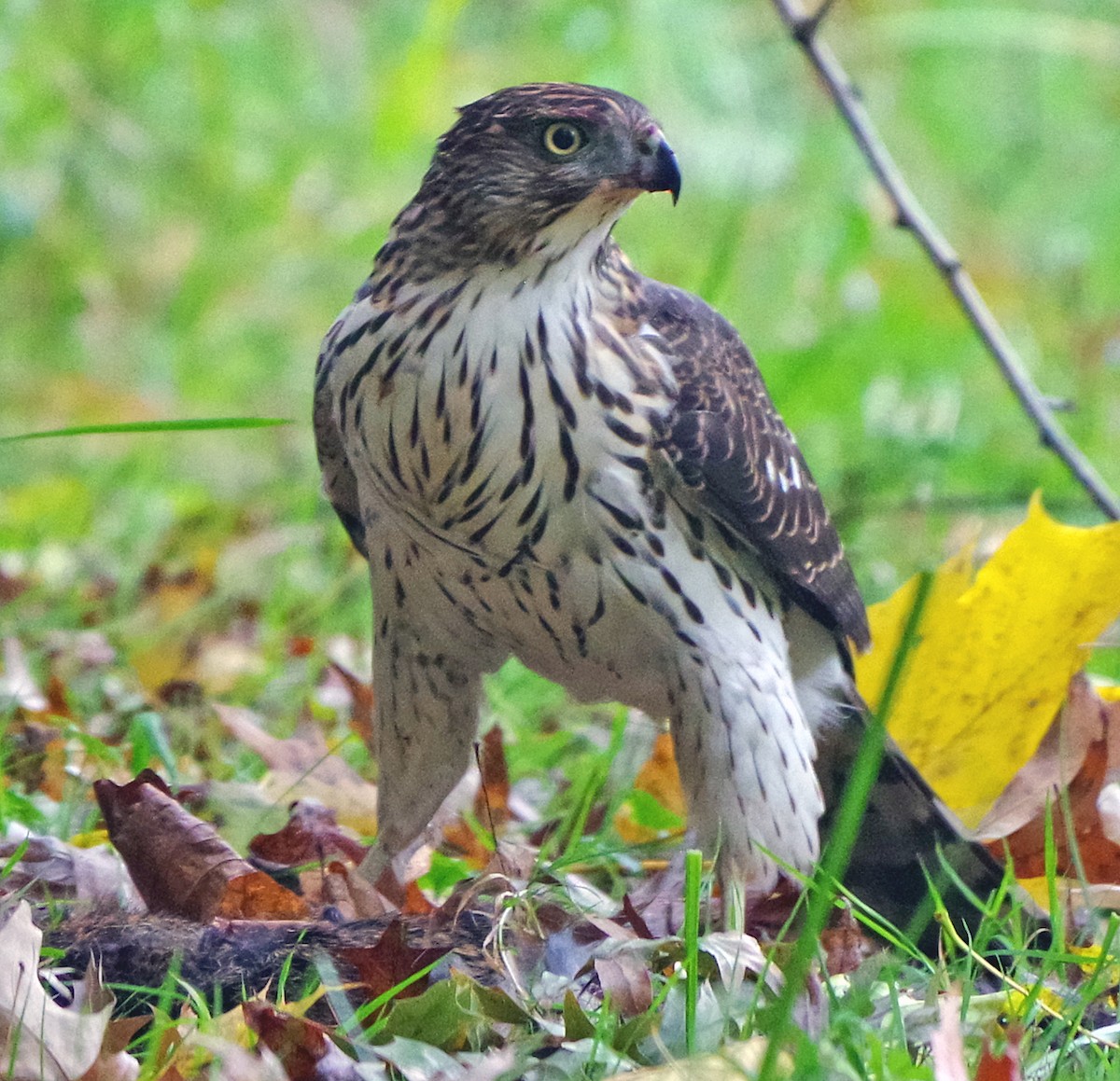 Яструб чорноголовий - ML644574662