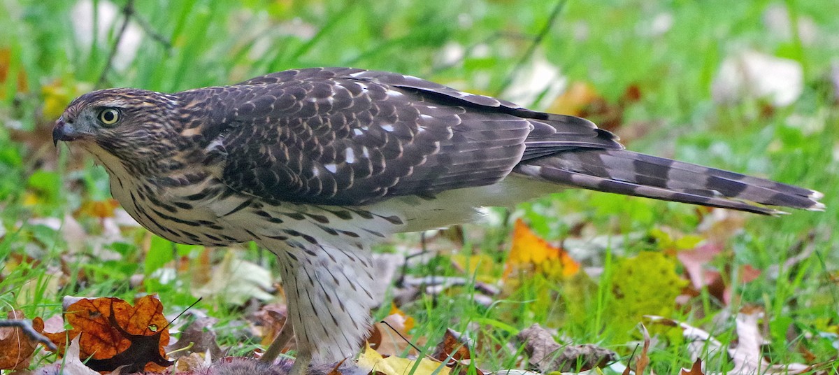 Яструб чорноголовий - ML644574663