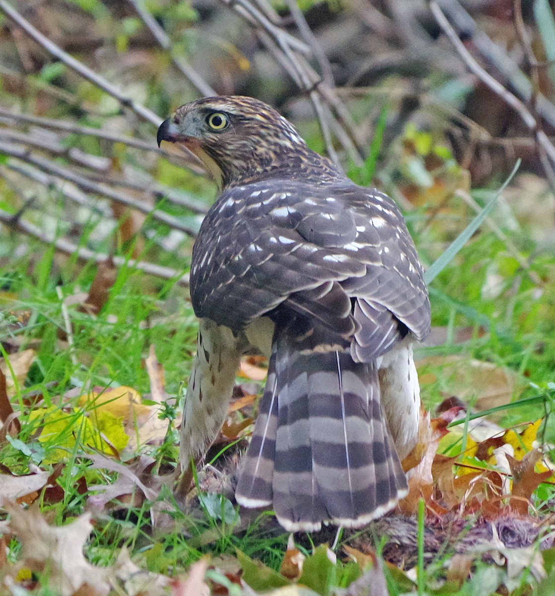 Яструб чорноголовий - ML644574664