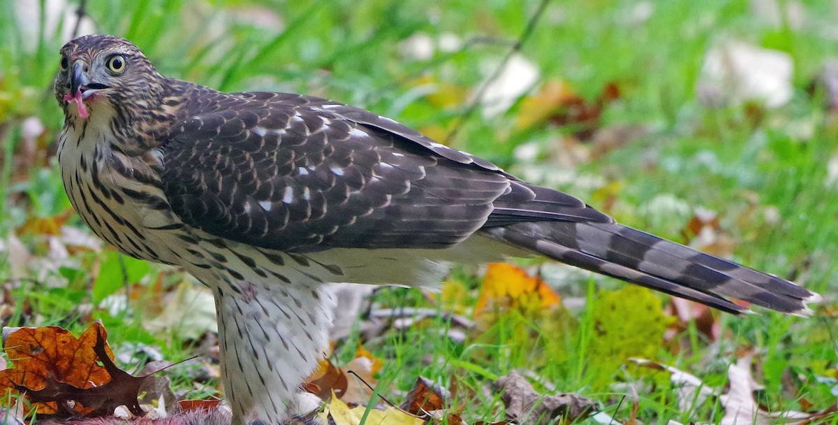 Яструб чорноголовий - ML644574665