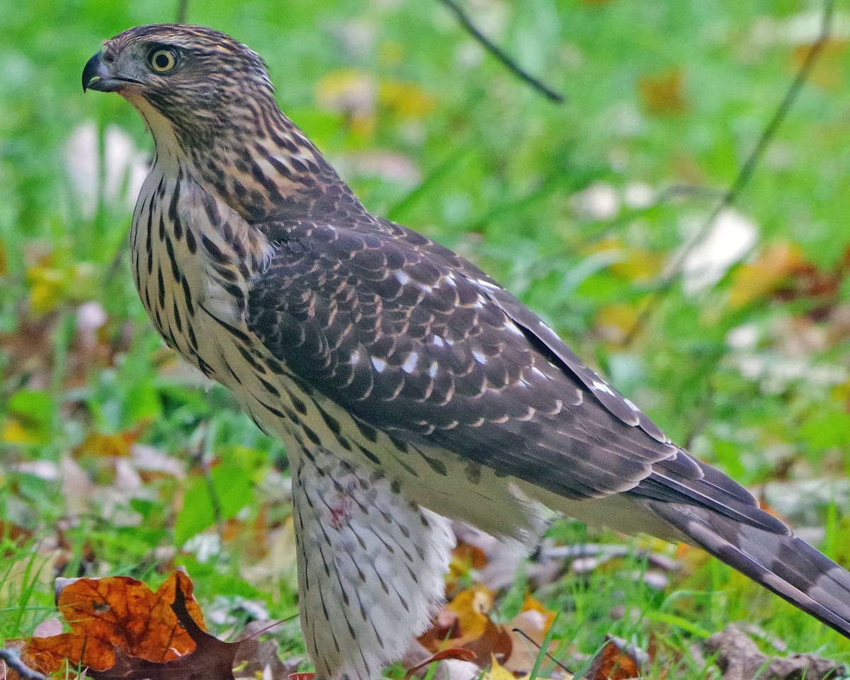 Яструб чорноголовий - ML644574666