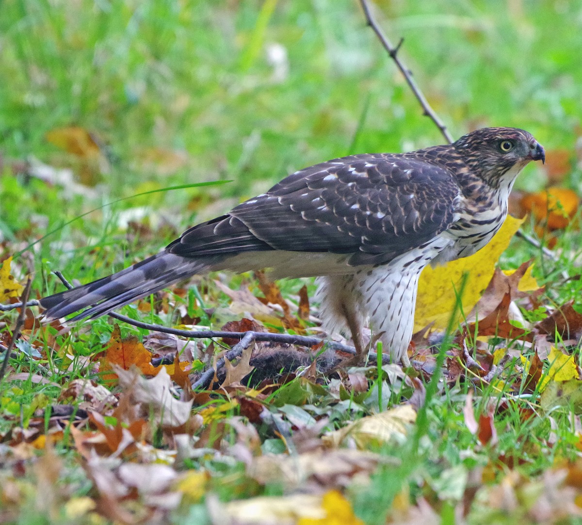 Яструб чорноголовий - ML644574667