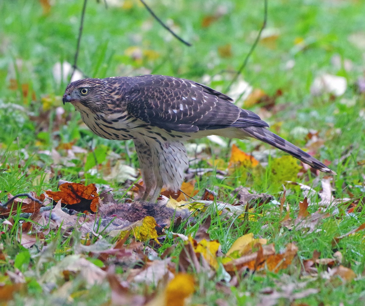 Яструб чорноголовий - ML644574668