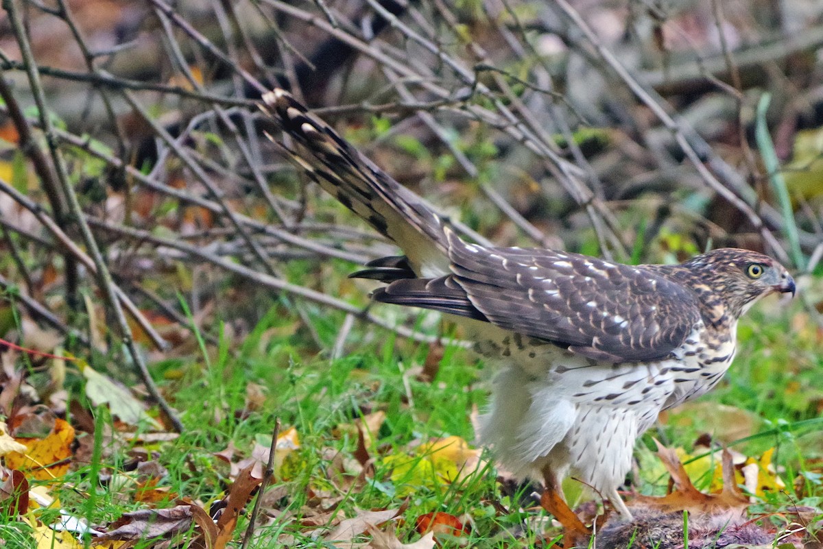 Яструб чорноголовий - ML644574670