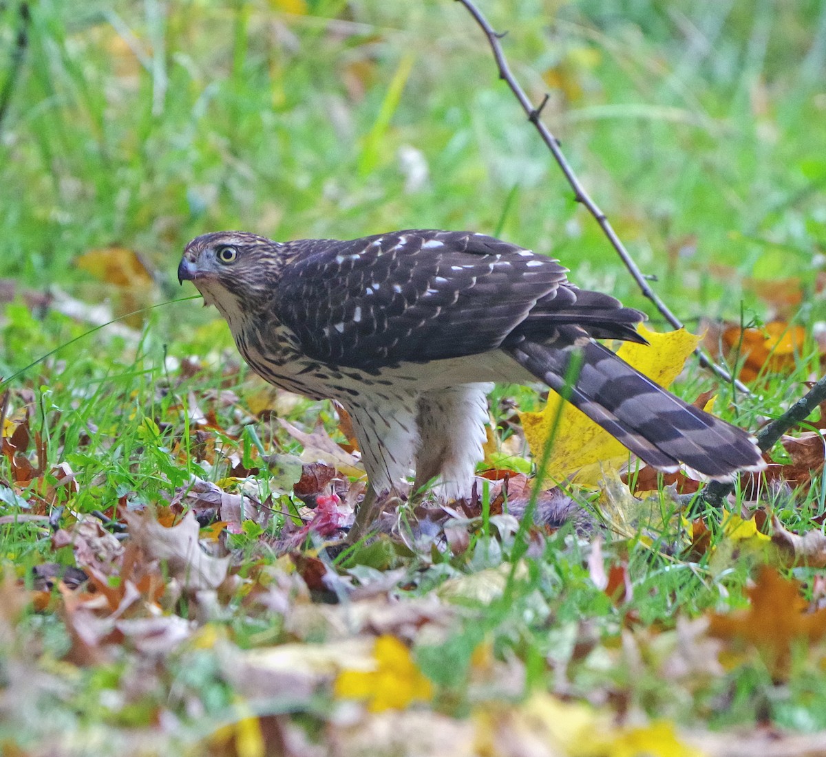 Яструб чорноголовий - ML644574671