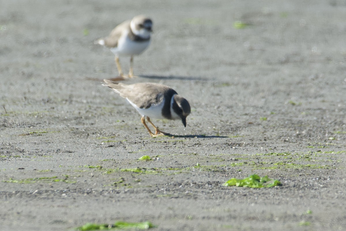 環頸鴴 - ML644574679