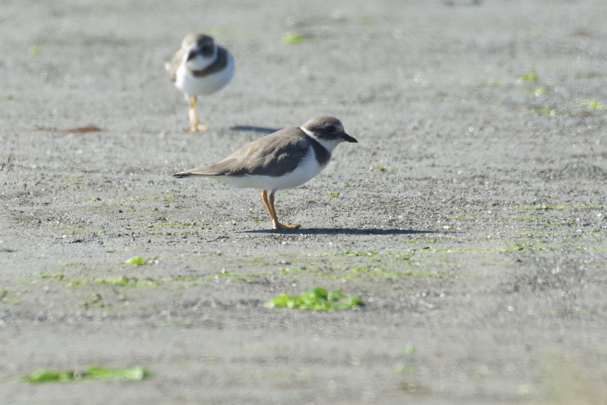 環頸鴴 - ML644574680