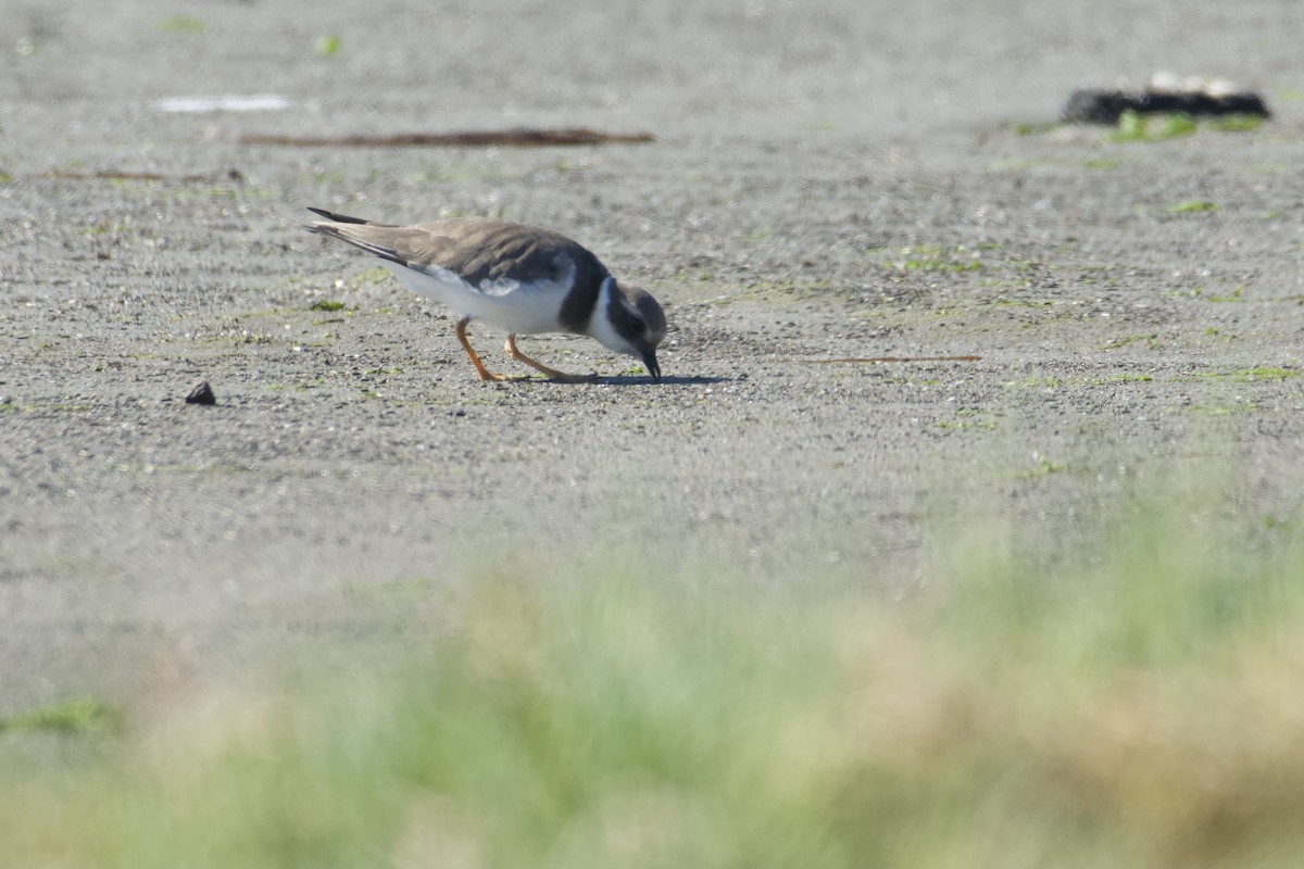 環頸鴴 - ML644574689