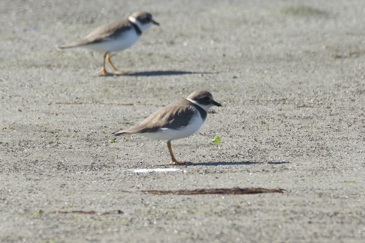 環頸鴴 - ML644574690