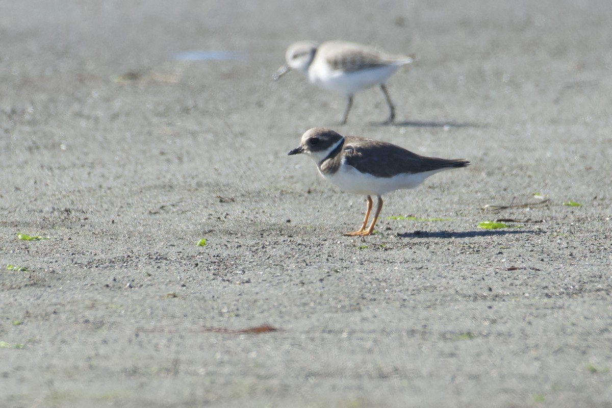 環頸鴴 - ML644574691