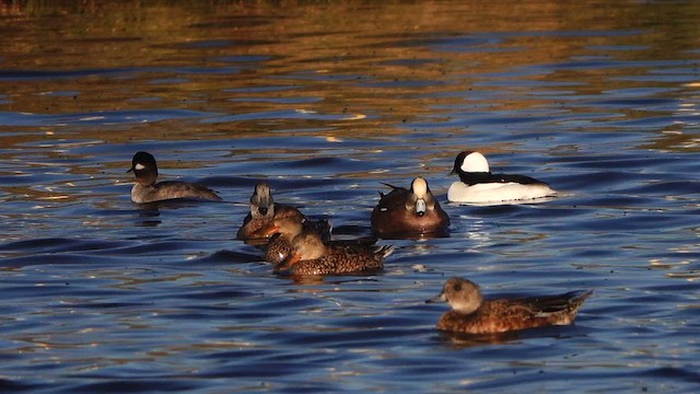 Bufflehead - ML644574693