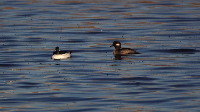 Bufflehead - ML644574694