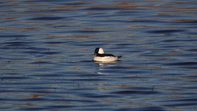 Bufflehead - ML644574695