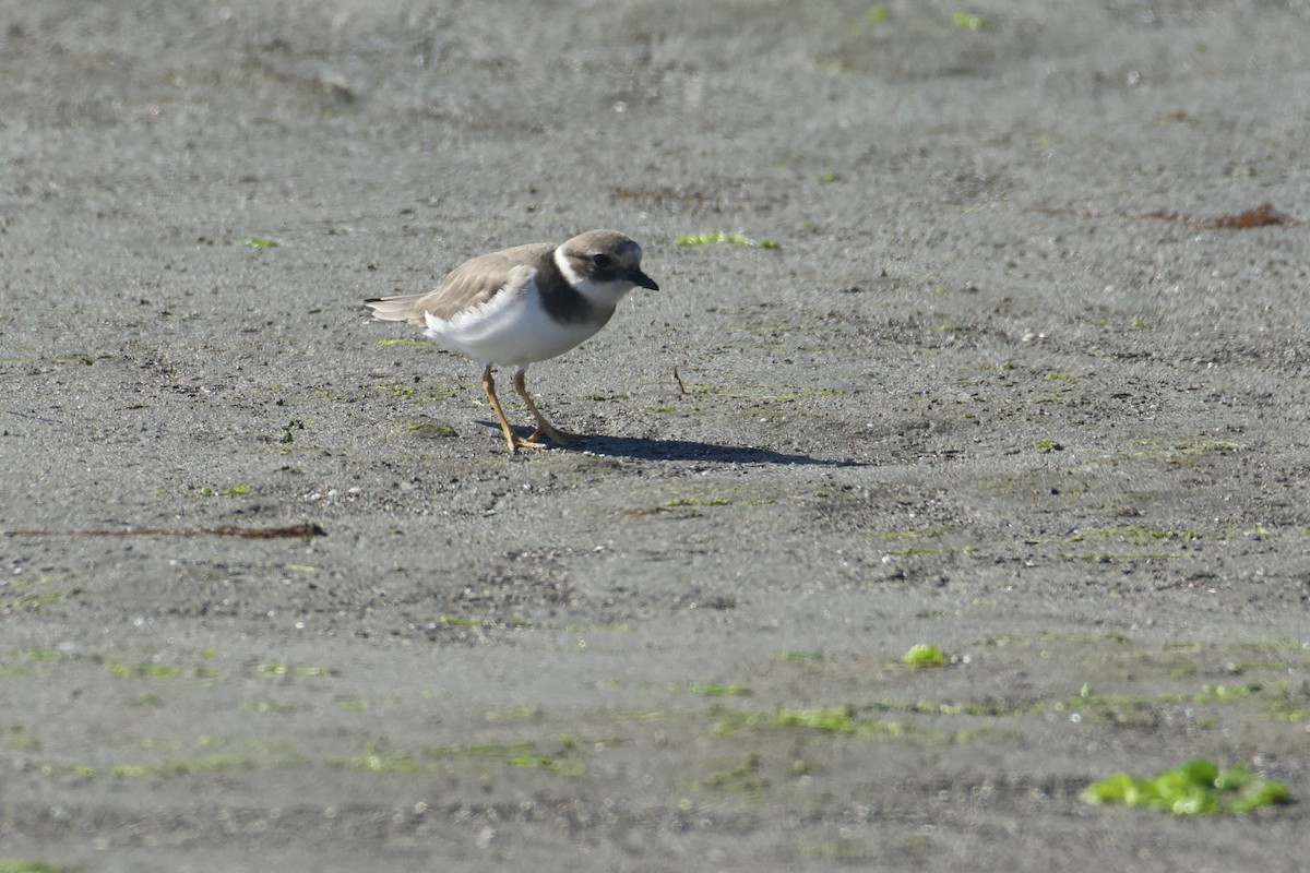 環頸鴴 - ML644574697