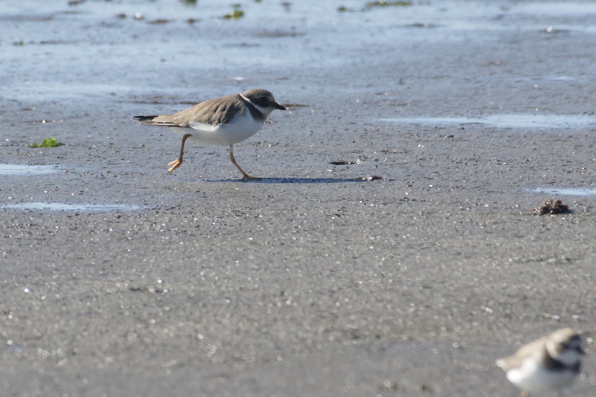 環頸鴴 - ML644574698