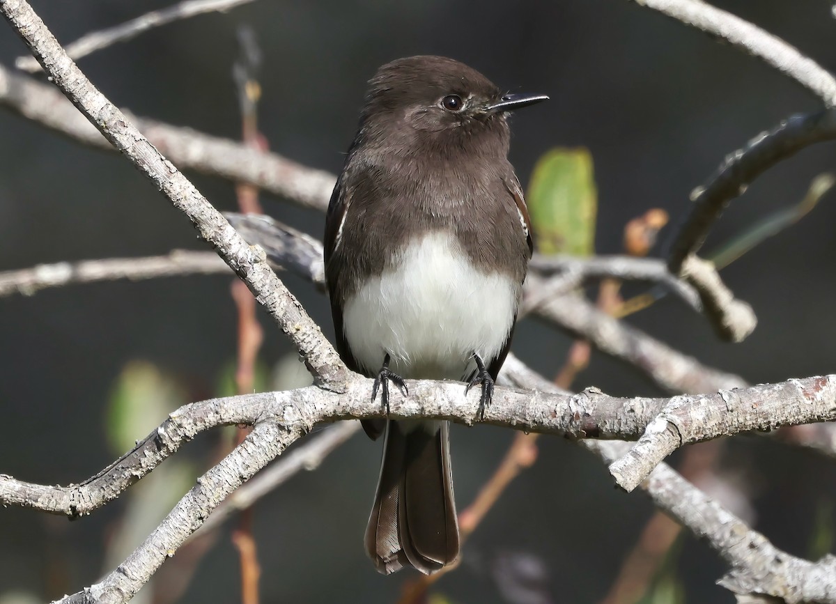 Moucherolle noir - ML644574700