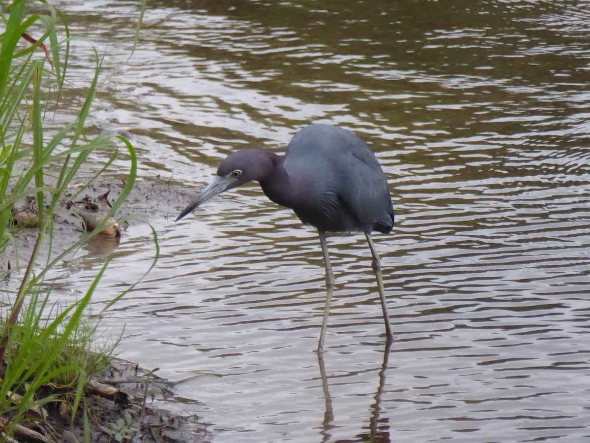 Little Blue Heron - ML644574701