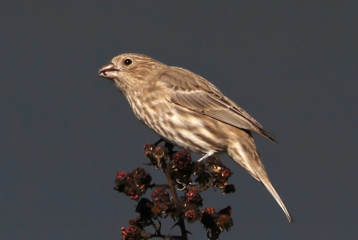 House Finch - ML644574707