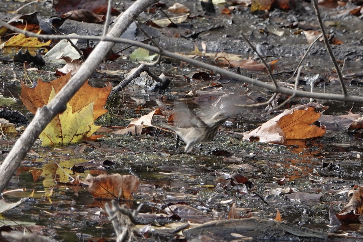 Purple Finch - ML644574710