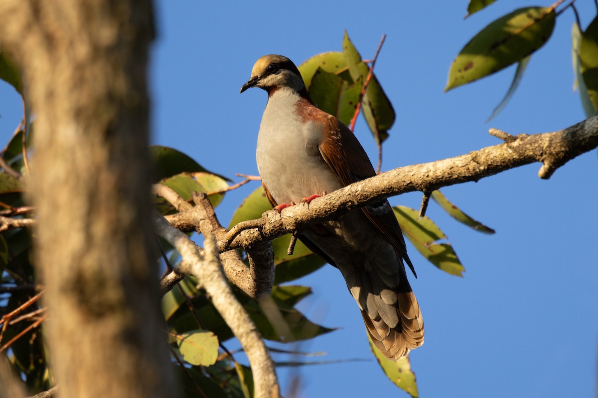 Brush Bronzewing - ML644574712