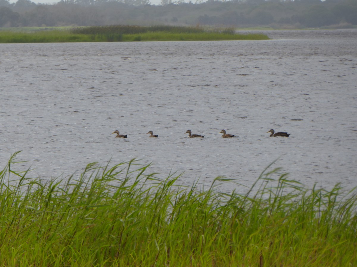 Mallard/Mottled Duck - ML644574714