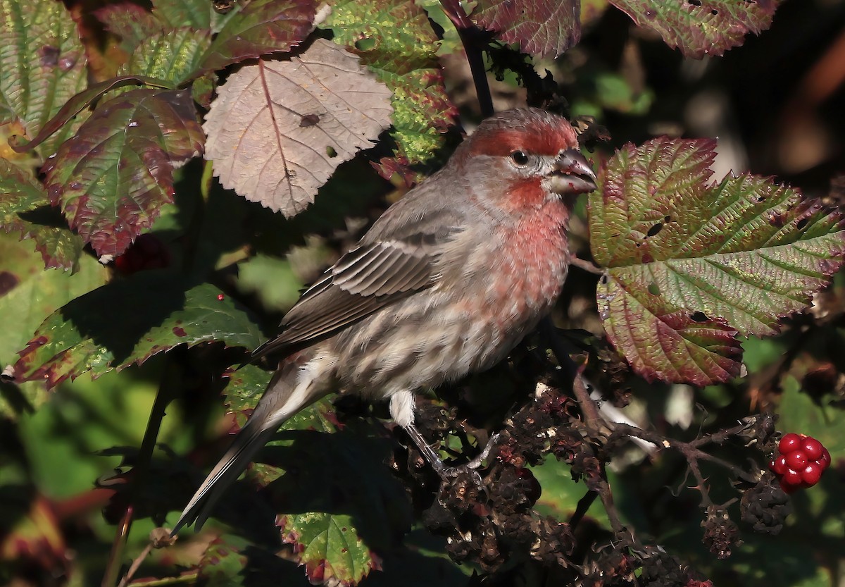 House Finch - ML644574718