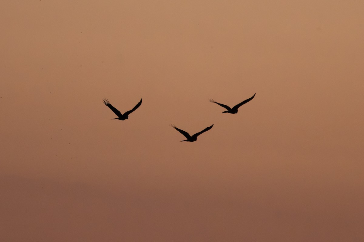 キイロオクロオウム - ML644574719