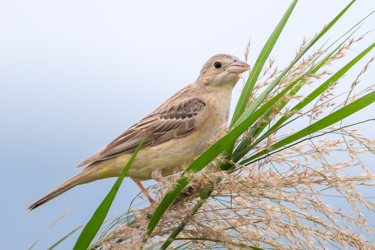 Хар толгойт хөмрөг - ML644574720