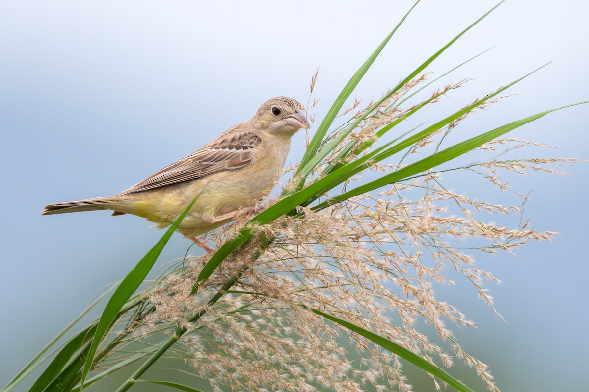 Хар толгойт хөмрөг - ML644574721